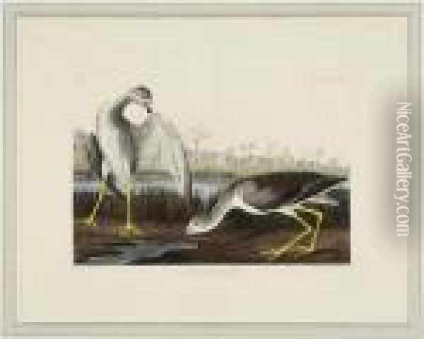 Tell-tale Godwit Or Snipeh Oil Painting - John James Audubon
