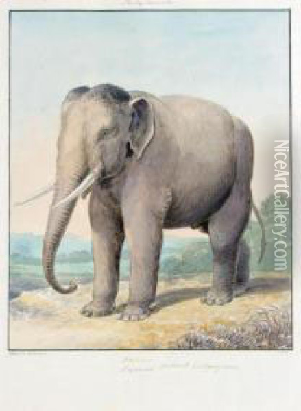 An Album Of Zoological Subjects Oil Painting - Charles Hamilton Smith