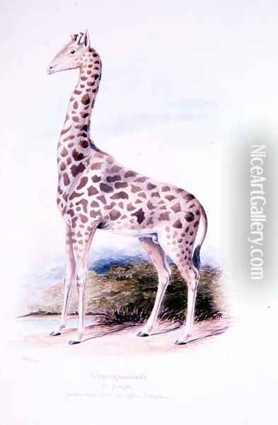 Giraffe by James Edwin Edward Dawe, illustration to The Ruminantia Vol. I Oil Painting - Charles Hamilton Smith