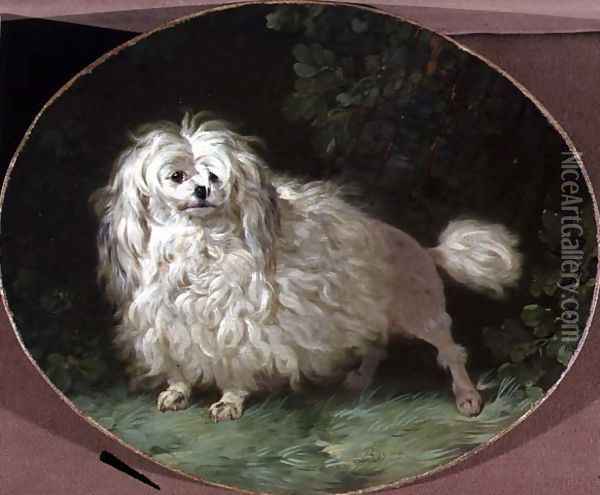Portrait of a Poodle Oil Painting - Jean Jacques Bachelier