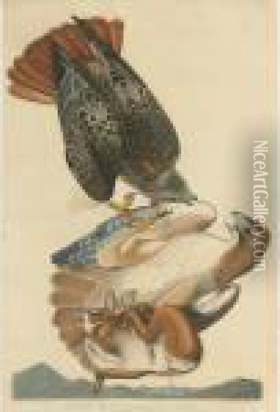 Red-tailed Hawk (plate Li) Oil Painting - John James Audubon