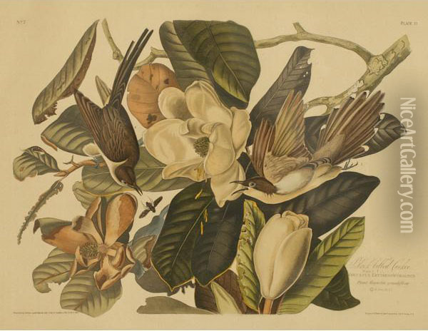 Black Billed Cuckoo Oil Painting - John James Audubon