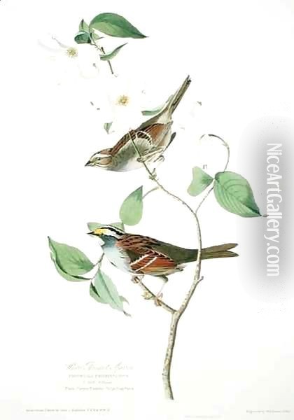 White Throated Sparrow, from 'Birds of America' Oil Painting - John James Audubon