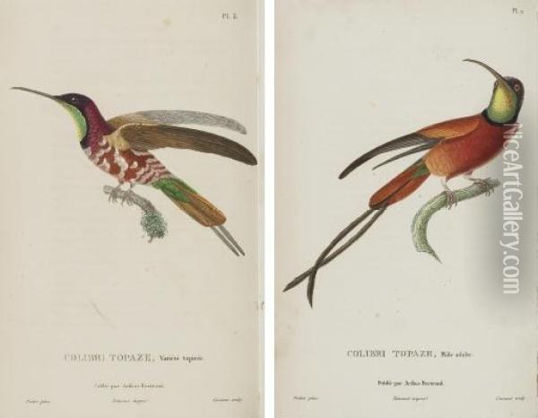 Histoire Naturelle Des Oiseaux-mouches. Oil Painting - Rene Primevere