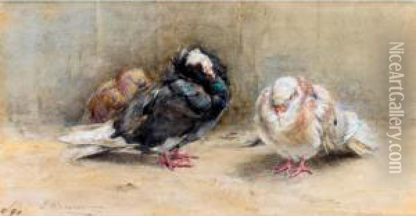 A Trio Of Sleeping Pigeons Oil Painting - Edwin John Alexander