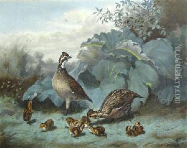 A Family Of Quails Oil Painting - Alexander Pope