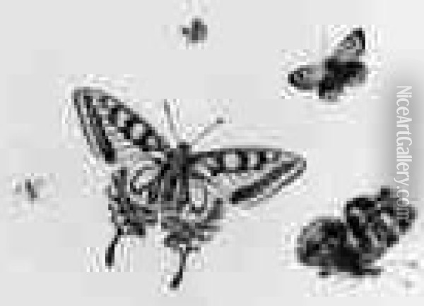 Studies Of Four Butterflies And An Insect Oil Painting - Herman Henstenburgh