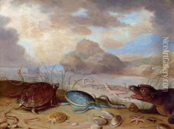 Marine Life On The Beach. Oil Painting - Ferdinand van Kessel