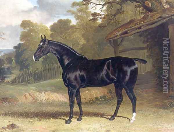 Black Tom a Black Hunter Beside a Stable 1830 Oil Painting - John Frederick Herring Snr