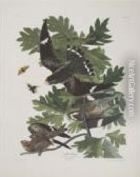 Night Hawk (plate Cxlvii) Oil Painting - John James Audubon