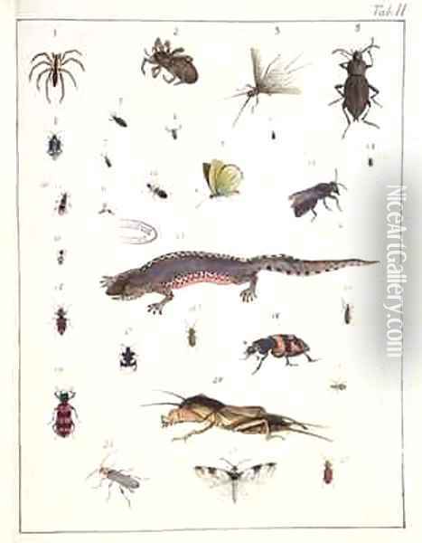 Various insects and a lizard Oil Painting - Georges Cuvier