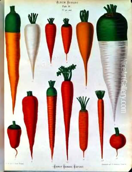 Carrots, Table IV from the 'Album Benary' Oil Painting - Ernst Benary