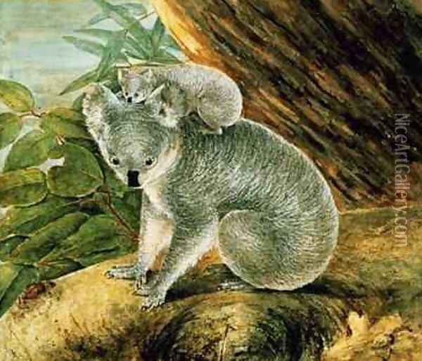 Koala and Young Oil Painting - John William Lewin