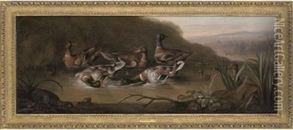 Mallard Drakes Fighting, With Ducks And Ducklings In A Stream Oil Painting - William Sartorius