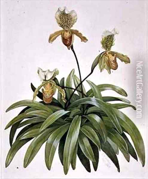 PD 412 1973 Lady Slipper Orchid from Nepal Paphiopedilum insigne Oil Painting - Cornelius B. Durham