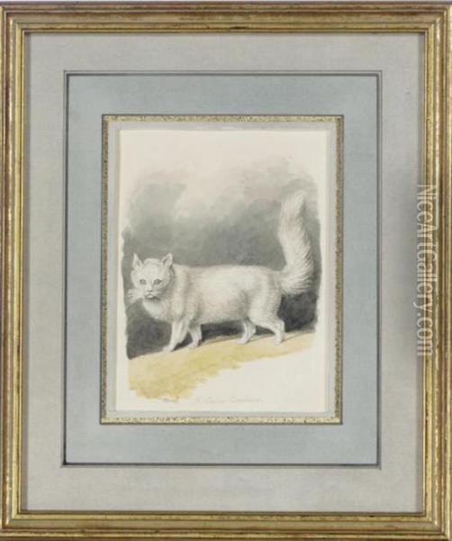 A Persian Cat Oil Painting - Samuel Howitt