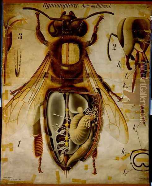 Anatomy of the Honey Bee, No.13, Pfurtschellers Zoological Wall Chart Oil Painting - Paul Pfurtscheller