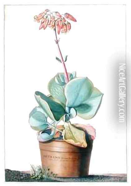 Cotyledon Africana frutescens Oil Painting - Georg Dionysius Ehret