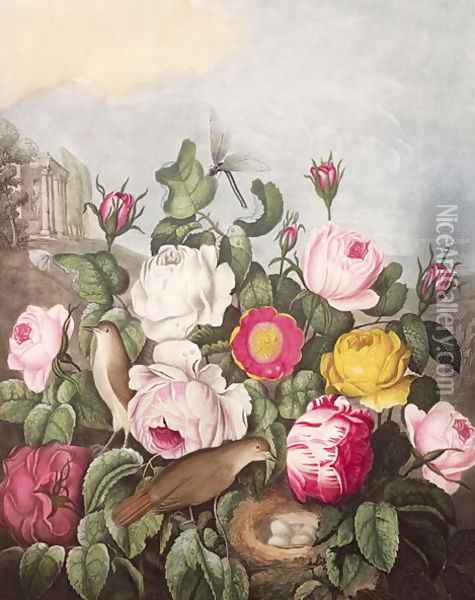 Roses, engraved by Earlom, from The Temple of Flora, by Robert Thornton, pub. 1805 Oil Painting - Thornton, Robert John