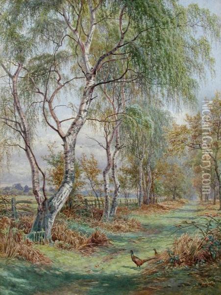 Pheasants On A Woodland Drive Oil Painting - James Walsham Baldock