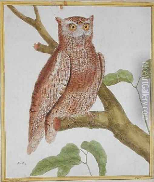 Scops Owl from Histoire Naturelle des Oiseaux by Georges de Buffon 1707-88 Oil Painting - Francois Nicolas Martinet