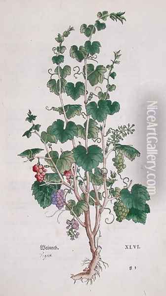 Grape Vine Vitis Vinifera botanical plate from De Historia Stirpium by Leonard Fuchs 1501-66 1543 Oil Painting - Anonymous Artist