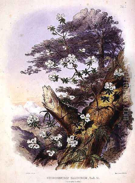 Rhododendron Dalhousie Oil Painting - Hooker, Joseph Dalton