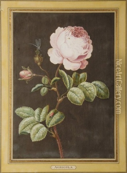 Rose Oil Painting - Christoph Ludwig Agricola