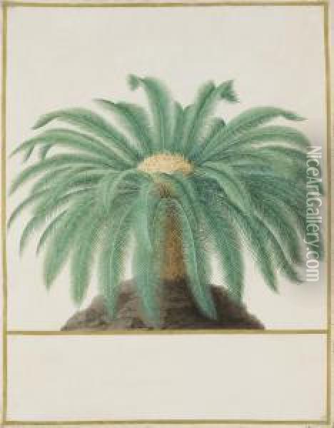 Study Of A Palm Tree Oil Painting - Nicolas Robert