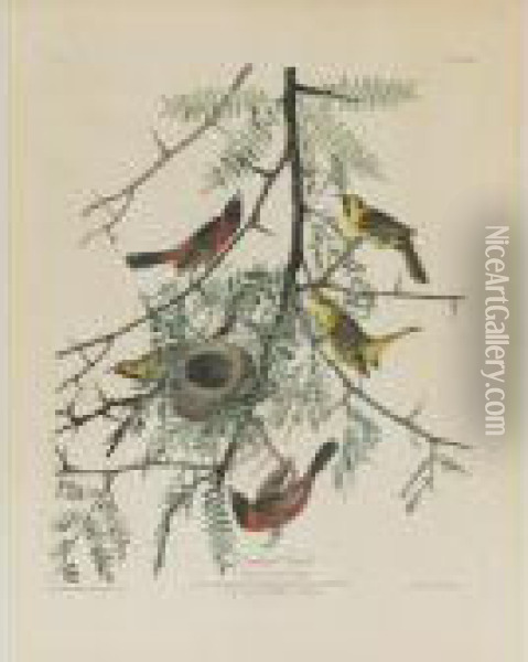Orchard Oriole (plate Xlii) Oil Painting - John James Audubon