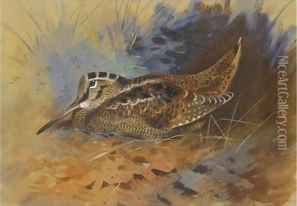 Woodcock 2 Oil Painting - Archibald Thorburn