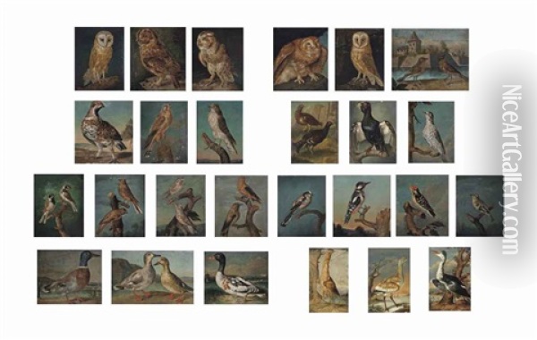 Birds, Including Birds Of Prey, Mallards, Owls, Finches And A Heron (set Of 26 Works) Oil Painting - Philipp Ferdinand de Hamilton