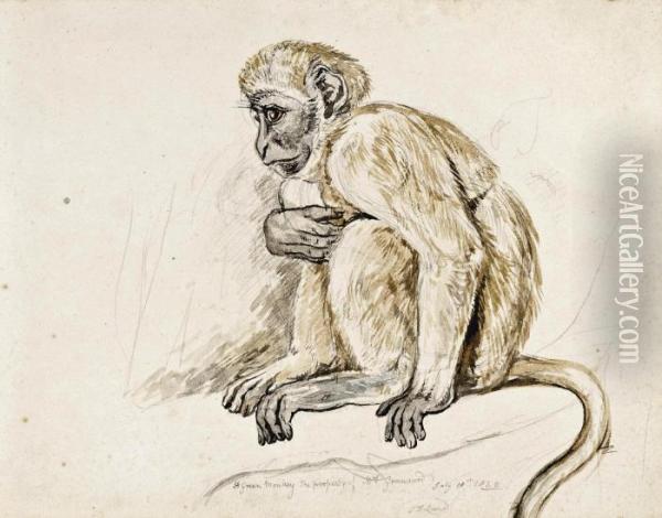 Study Of A Green Monkey Oil Painting - John Frederick Lewis