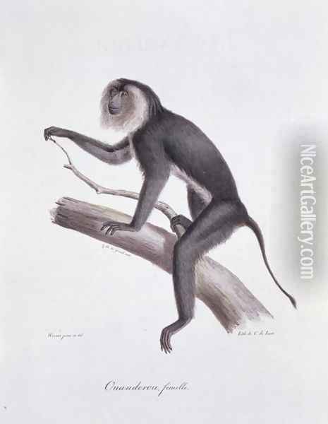 Ouanderou monkey, engraved by C. de Last, plate 137 (44) from Vol 2 of 'The Natural History of Mammals' by Georges Cuvier and E. Geoffroy Sainte-Hilaire, pub. 1824 Oil Painting - Werner