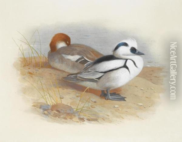 A Pair Of Smew Ducks Oil Painting - Archibald Thorburn