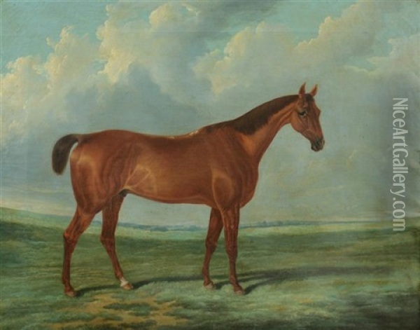 Portrait Of A Horse Oil Painting - Samuel Joseph Clark