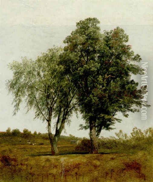 Trees Oil Painting - John Frederick Kensett
