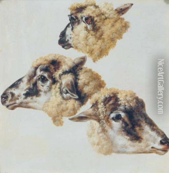Study Of Heads Of Sheep Oil Painting - Charles Towne