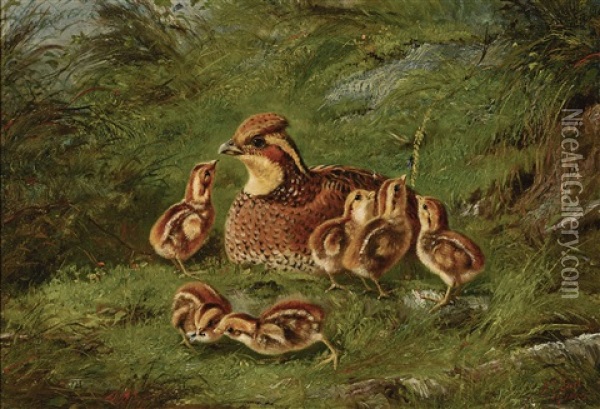 Hen Quail And Chickens Oil Painting - Arthur Fitzwilliam Tait