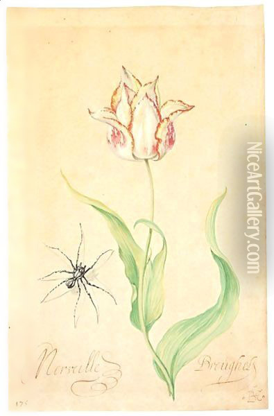 A Tulip 'Merveille Breughel' And Spider Oil Painting - Balthasar Van Der Ast