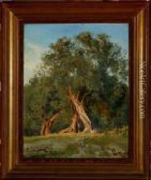 A Study Of An Old Tree Oil Painting - Janus Andreas La Cour