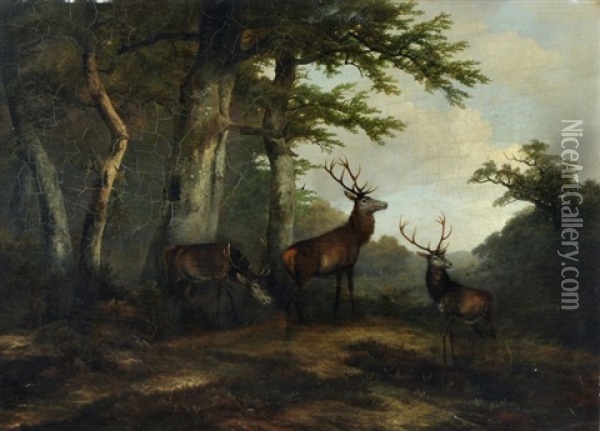 Rotwild Auf Einer Waldlichtung Oil Painting - Georg Hoehn