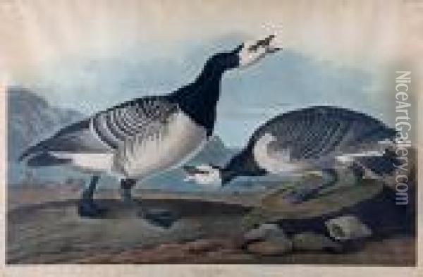 Barnacle Goose (pl.ccxcvi) From The Havelledition Of The Birds Of America Oil Painting - John James Audubon