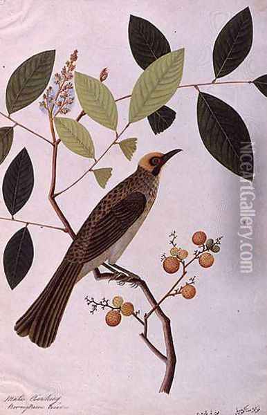 Mata Cooching, from 'Drawings of Birds from Malacca', c.1805-18 Oil Painting - Anonymous Artist