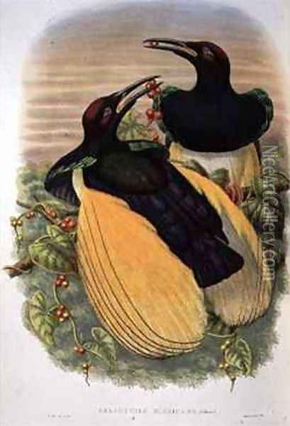 Bird of Paradise Twelve wired Seleucidis Melanoleuca Oil Painting - William M. Hart