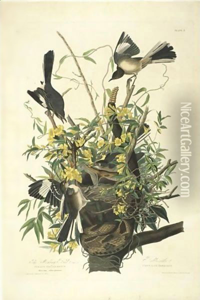 The Mocking Bird (Plate 21) Oil Painting - John James Audubon