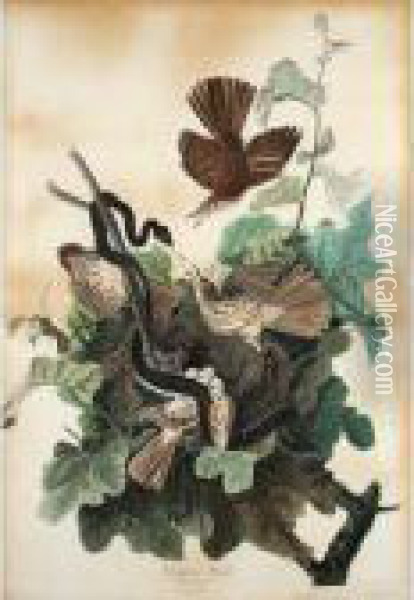 Ferruginous Thrush; Oil Painting - John James Audubon