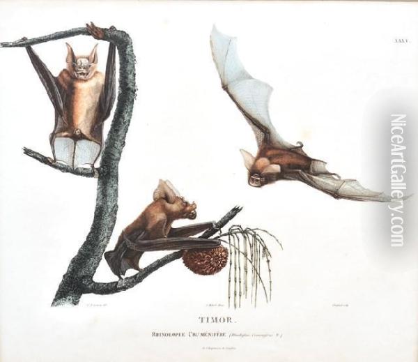 Timor: Rhinolophe Crumenifere (flying Foxes) Oil Painting - Lesueur, Charles Alexandre