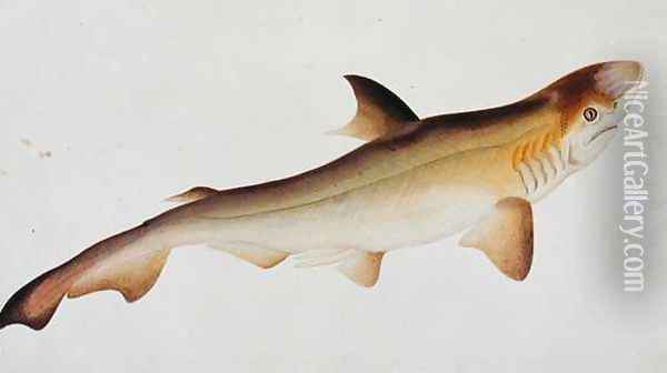 Shark, Eekan Ee-oo, from 'Drawings of Fishes from Malacca', c.1805-18 Oil Painting - Anonymous Artist