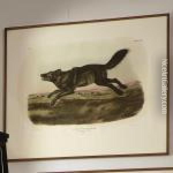 Black American Wolf Oil Painting - John James Audubon